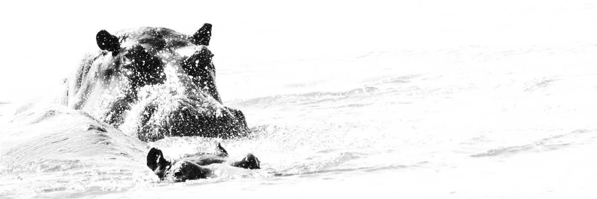 Gisela Schroeder - High Key Hippo